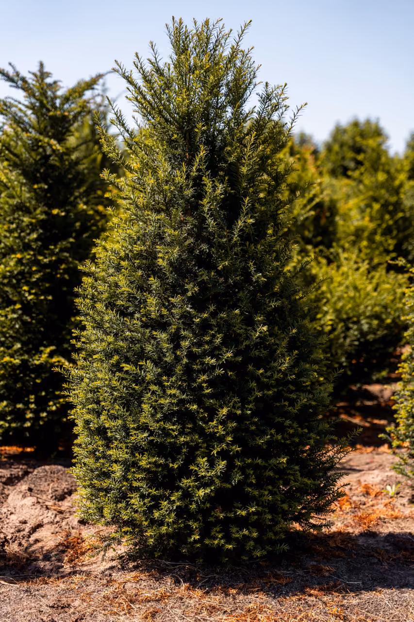 Taxus Baccata · Haagplant