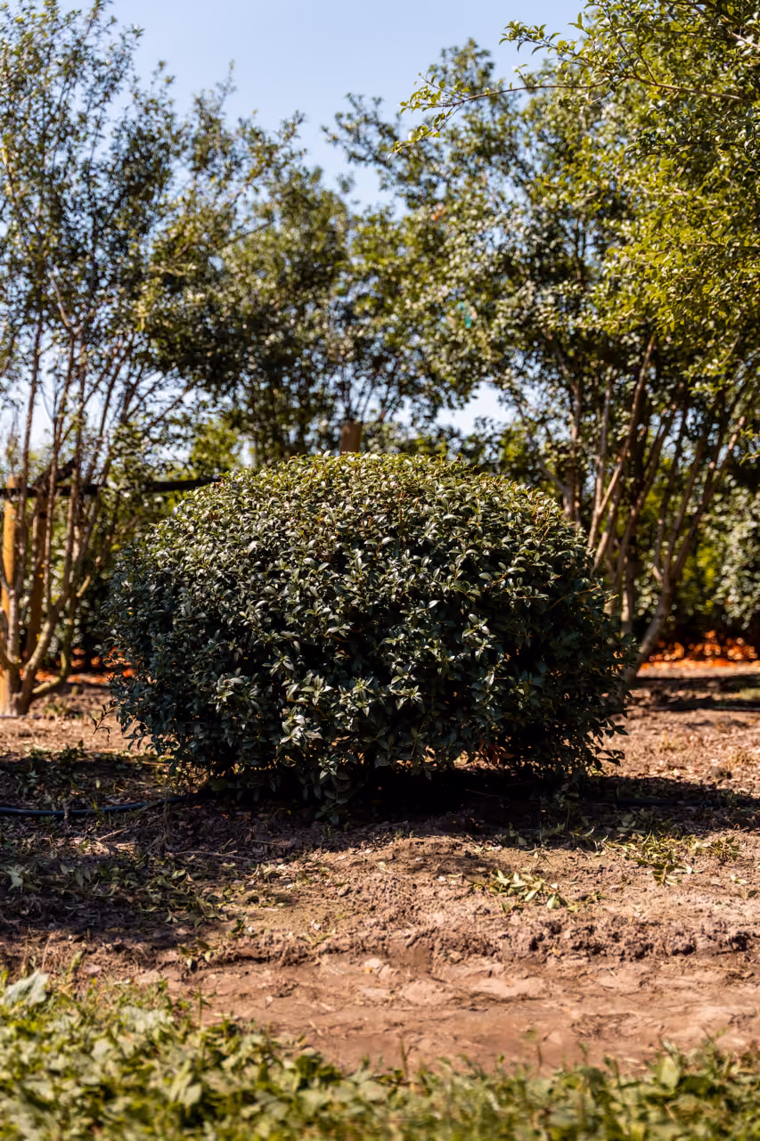 Osmanthus Burkwoodii · Bolvorm