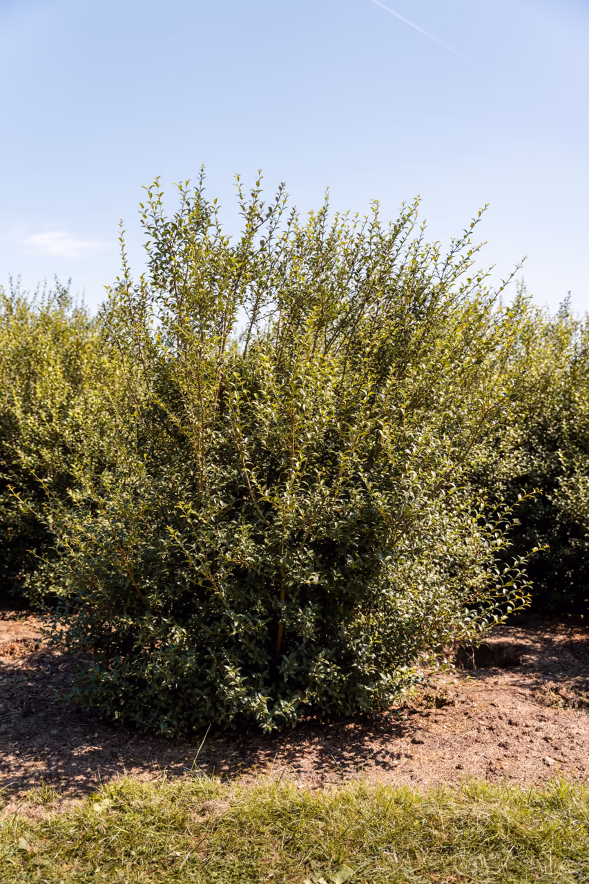 Osmanthus Burkwoodii en Heterophyllus · Haagplant