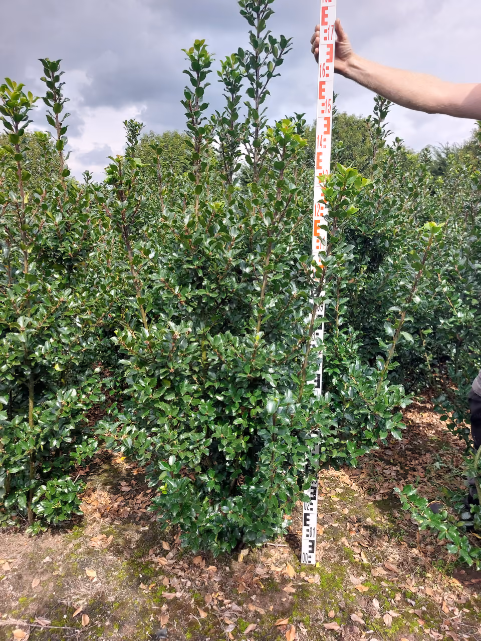 Ilex Meserveae Blue Prince · Haagplant