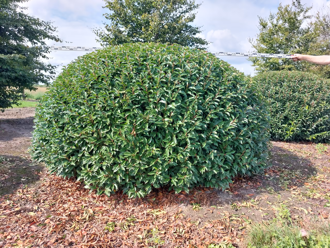 Prunus Lusitanica Angustifolia · Bolvorm