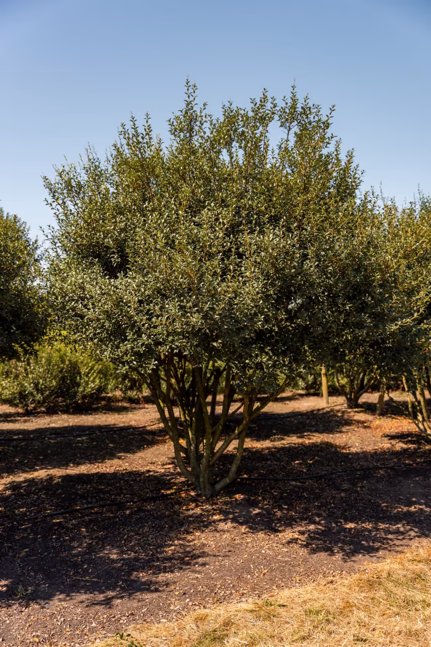 Osmanthus Burkwoodii · Meerstammige boom