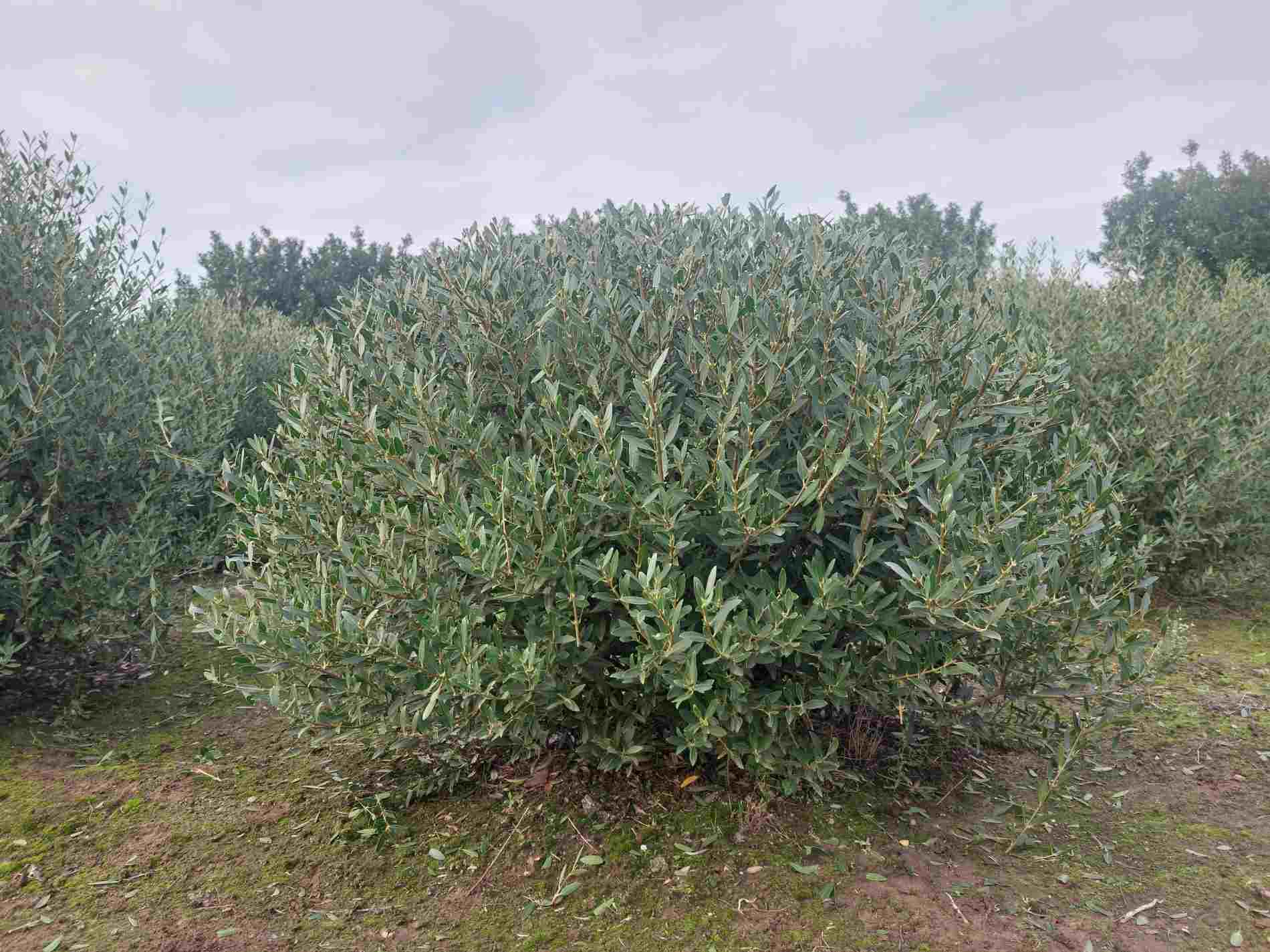 Phillyrea Angustifolia · Bolvorm