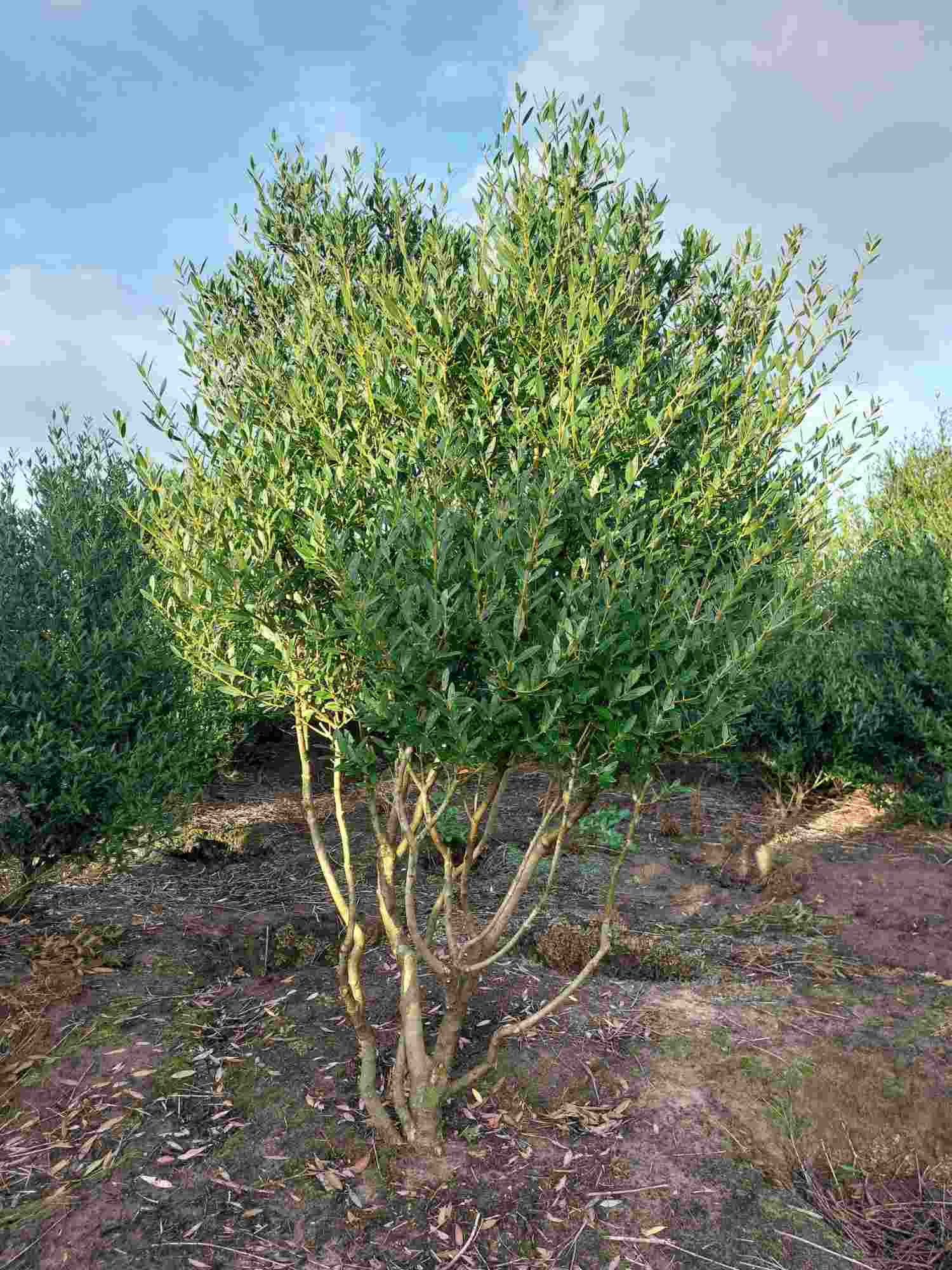 Phillyrea Angustifolia · Meerstammige boom