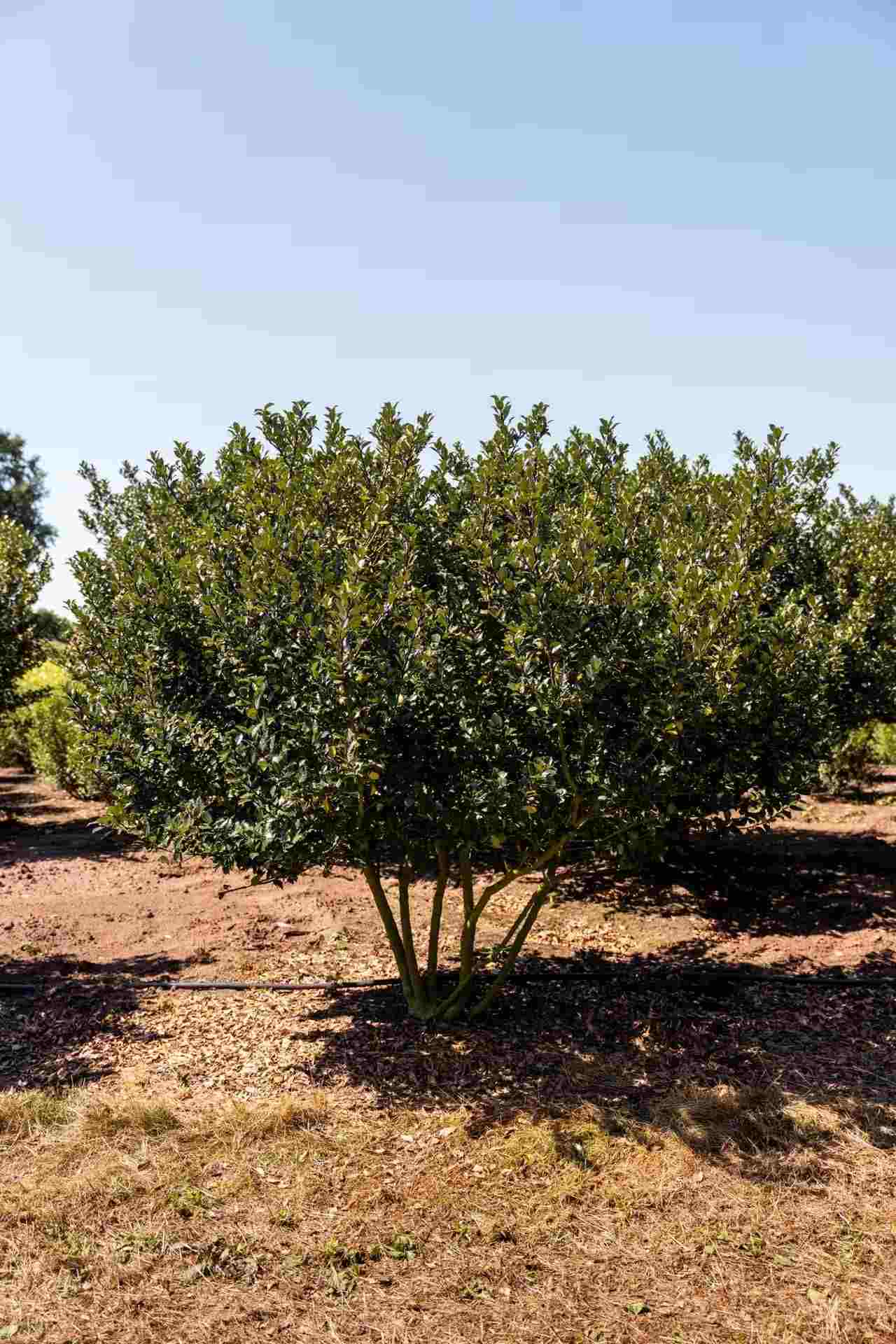 Ilex Meserveae Blue Prince · Meerstammige boom