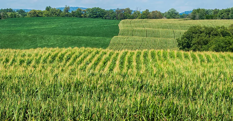Rolling farmland with rows of corn plants in the foreground, separated by patches of different shades of green crops and bordered by trees under a blue sky.