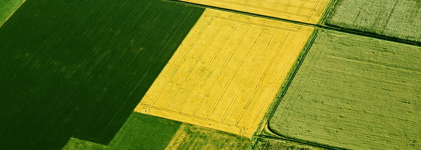 Aerial view of farmland with various rectangular crop fields displaying different shades of green and yellow, separated by narrow dirt paths.