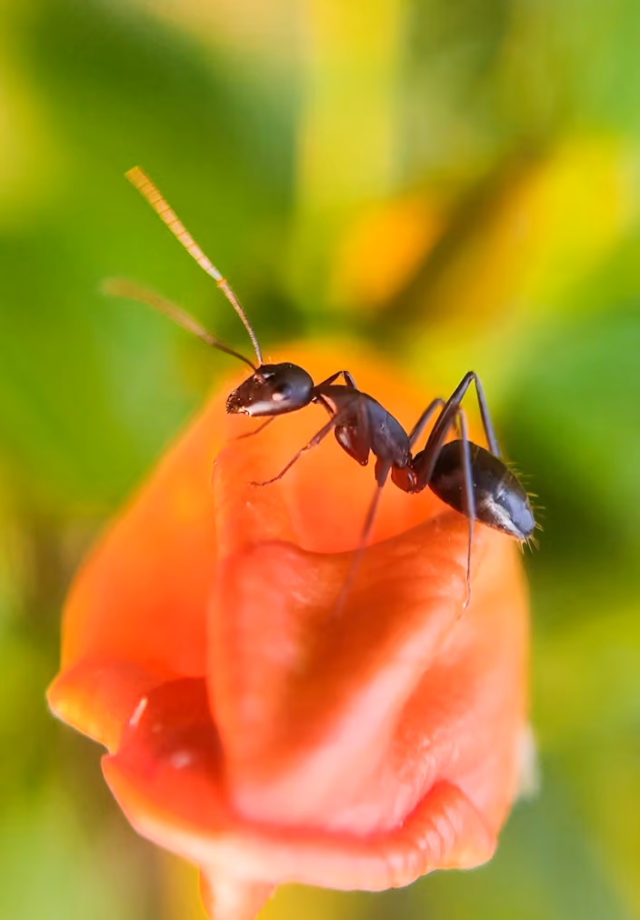 Close-up of a black ant on an orange flower bud with a blurred green background.
