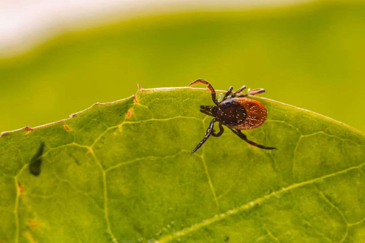 Close-up of a small tick with a reddish-brown body on a green leaf.