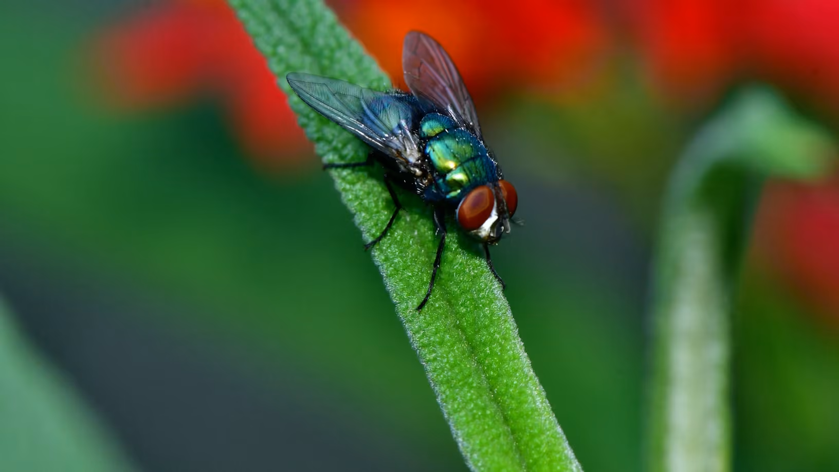 Close-up of a green metallic fly with red eyes resting on a green leaf stem.