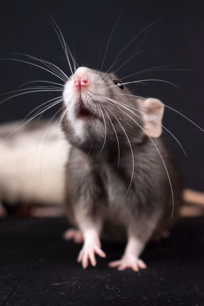 Close-up of a gray rat with long whiskers on a black background.