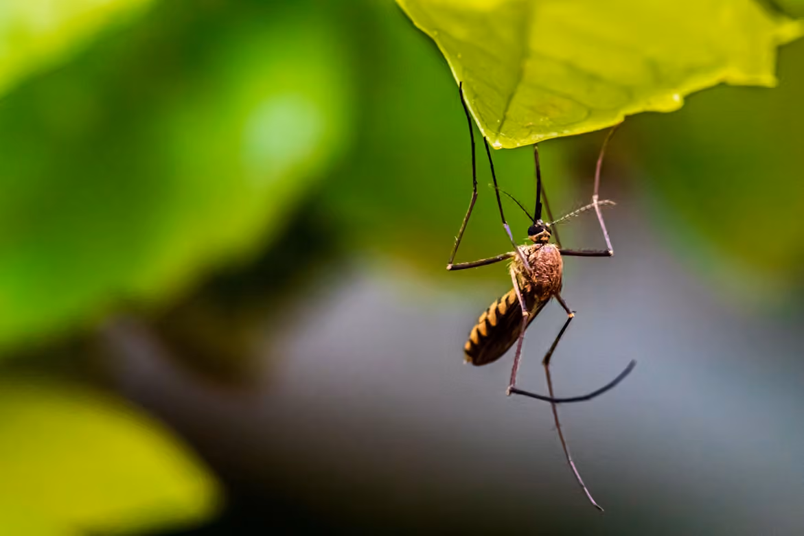 Close-up of a mosquito hanging upside down from a green leaf with blurred green background.