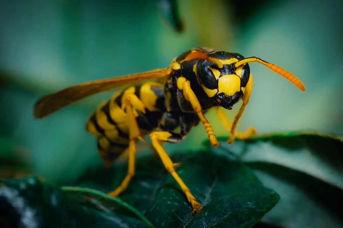 Close-up of a yellow and black wasp on a green leaf with blurred background.