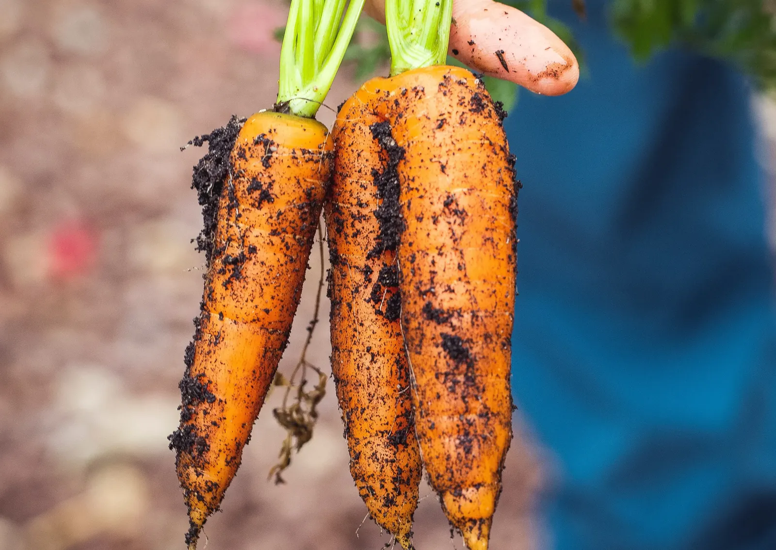 Quelles différences entre un plat végétarien et non-végétarien ?