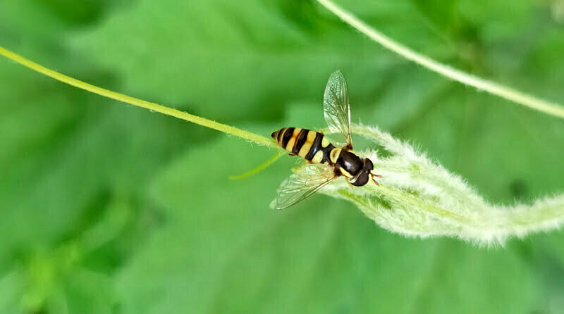 A wasp representing OWASP API Security Top 10