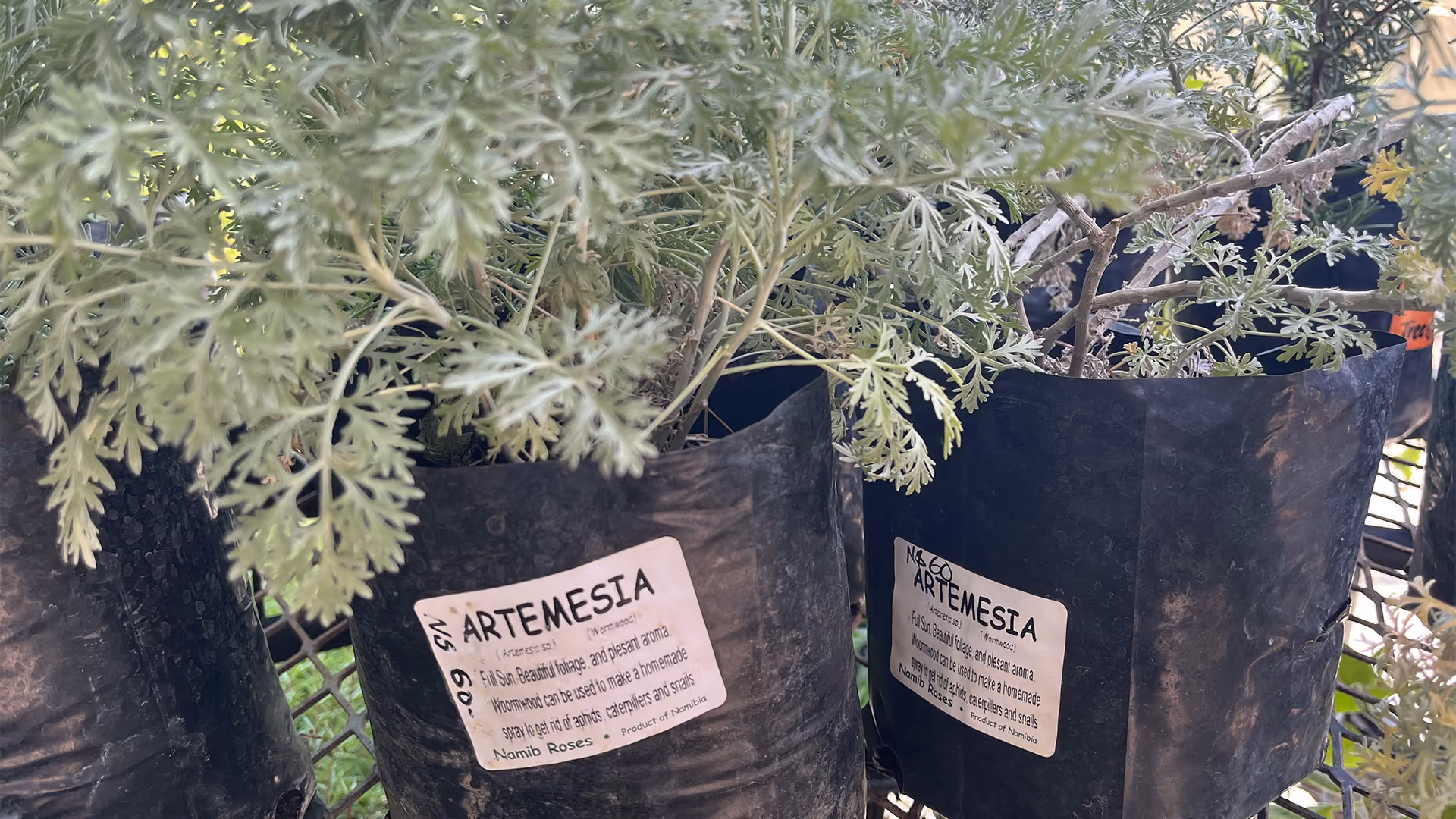 Topfpflanzen der Artemisia mit grünem, gefiedertem Laub in schwarzen Behältern