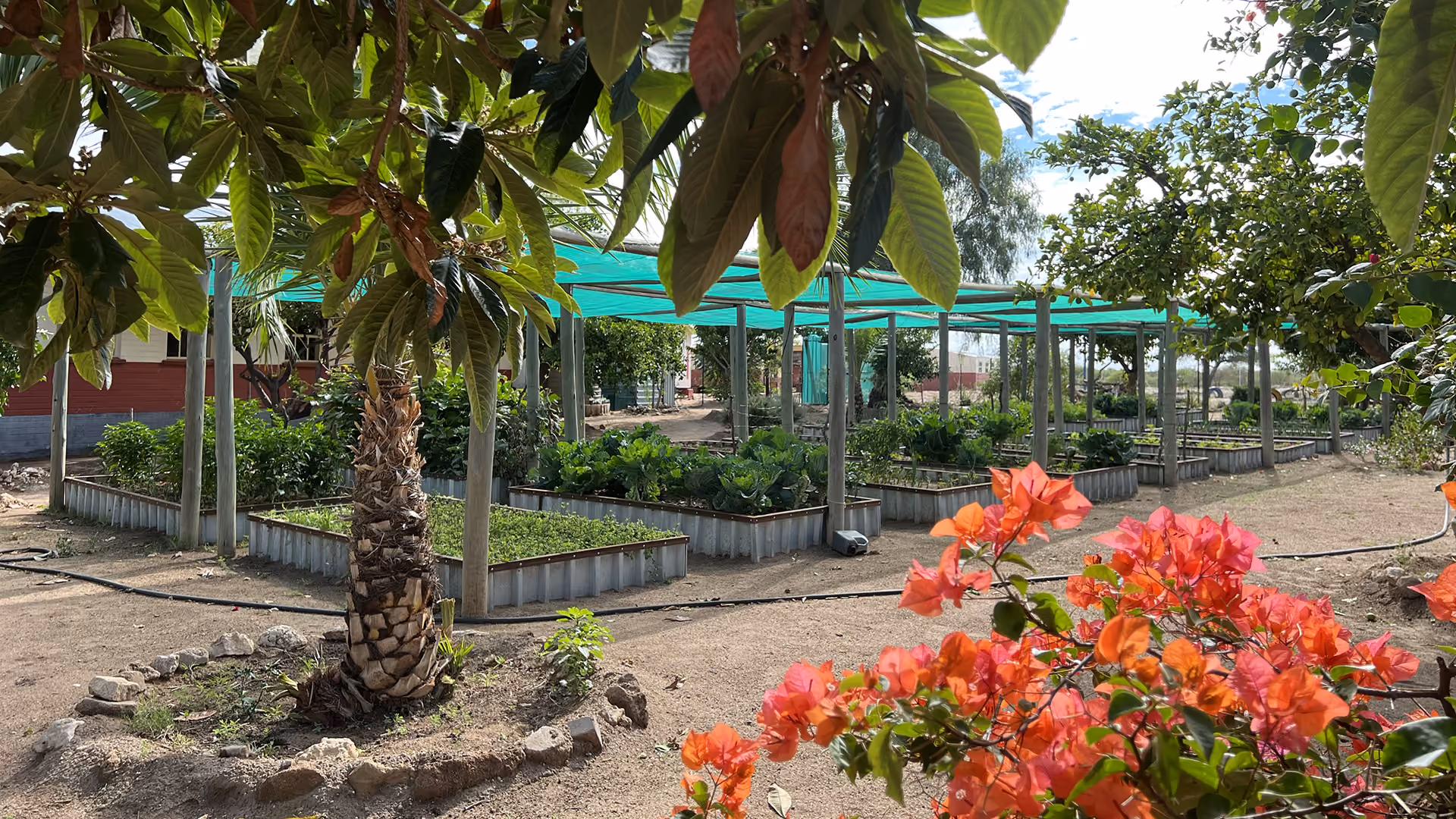 Schulgarten mit bepflanzten Beeten, Palmen, schattierenden Netzen und blühenden orangen Blumen im Vordergrund.