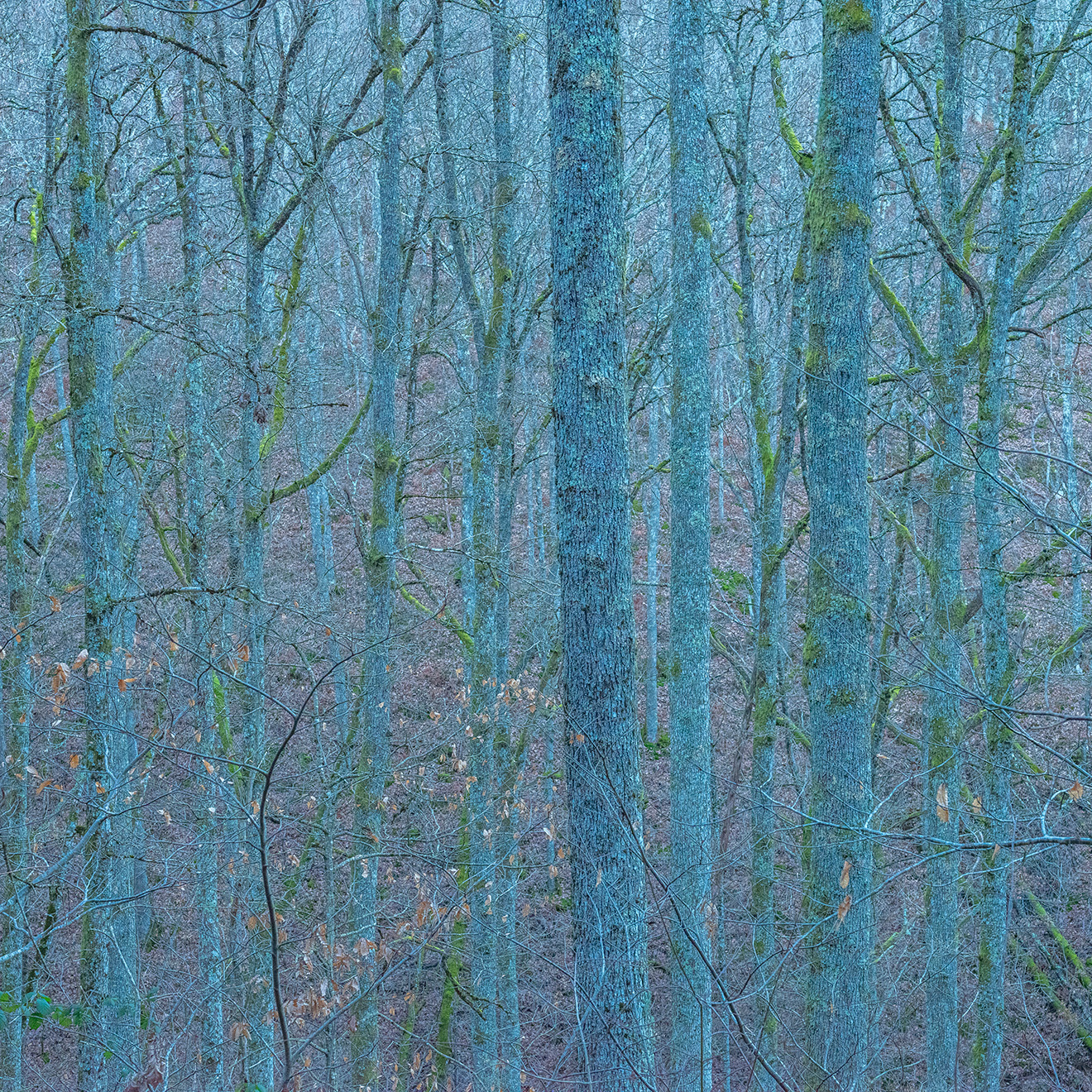 Didier Goupy