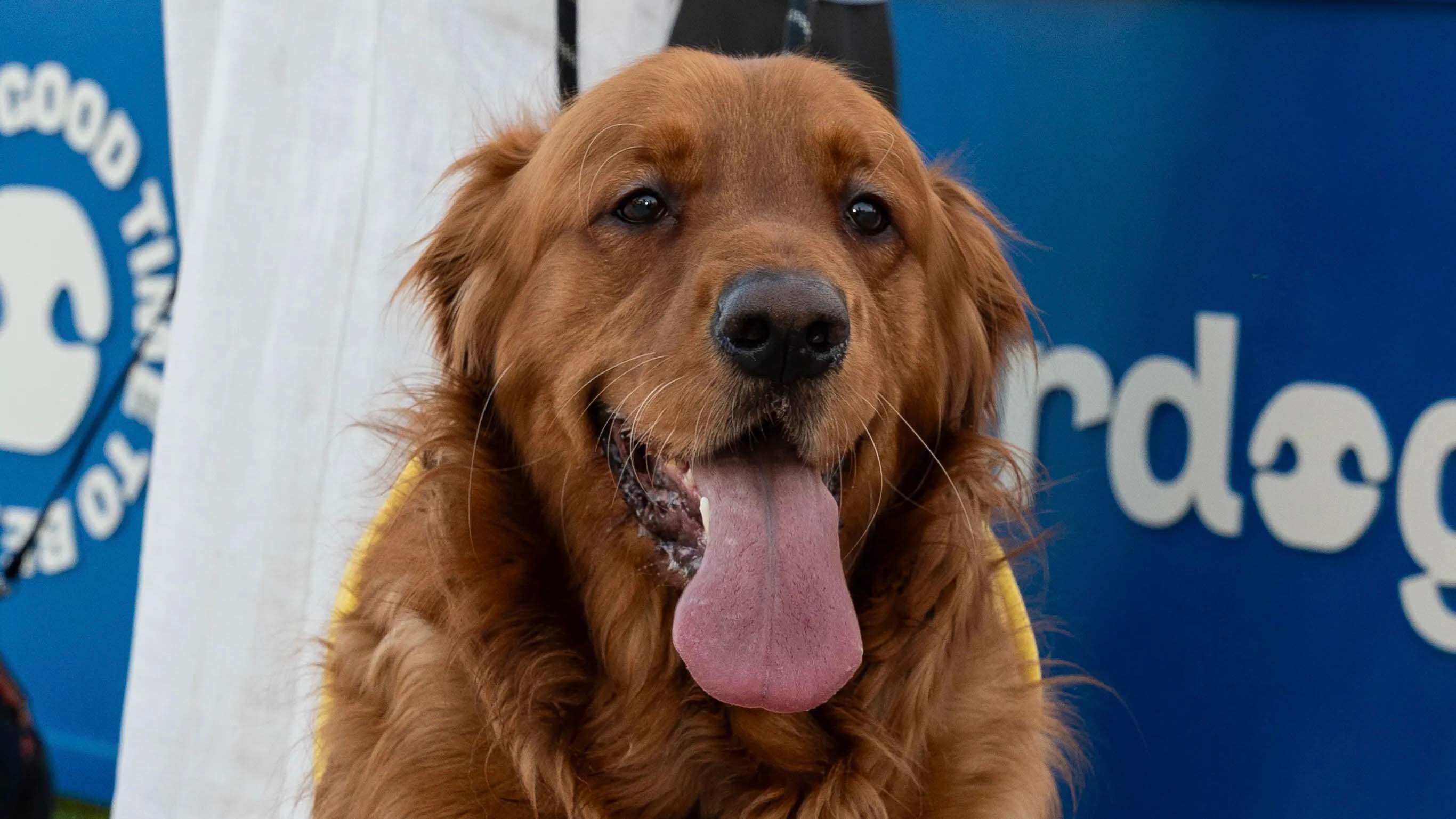 Wunderdog