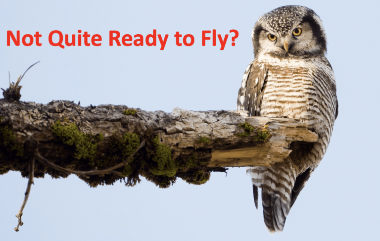Photograph of an owl perched on a mossy branch, captioned 'Not Quite Ready to Fly?'
