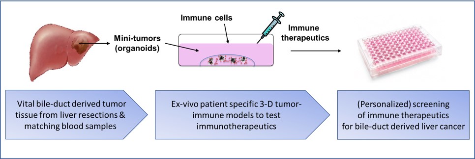 Culturing liver cancer cells