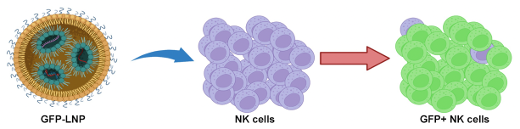 A scalable synthetic RNA delivery platform for universal ex vivo modification of NK cells