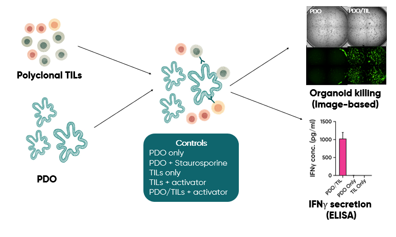 A picture containing text, screenshot, diagram
Description automatically generated