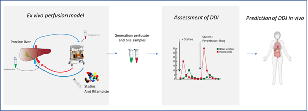 Ex vivo porcine liver perfusion to study drug pharmacokinetics
