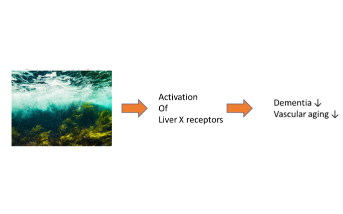 Seaweed: food against dementia?