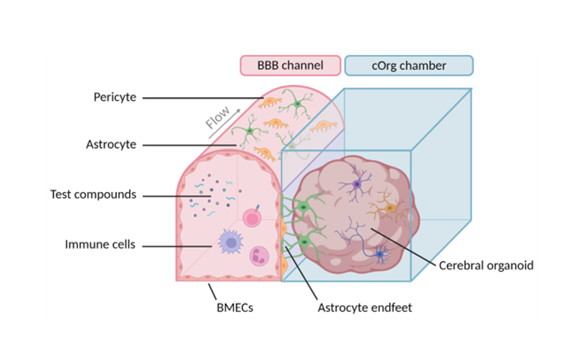 Connecting blood vessels to mini-brains