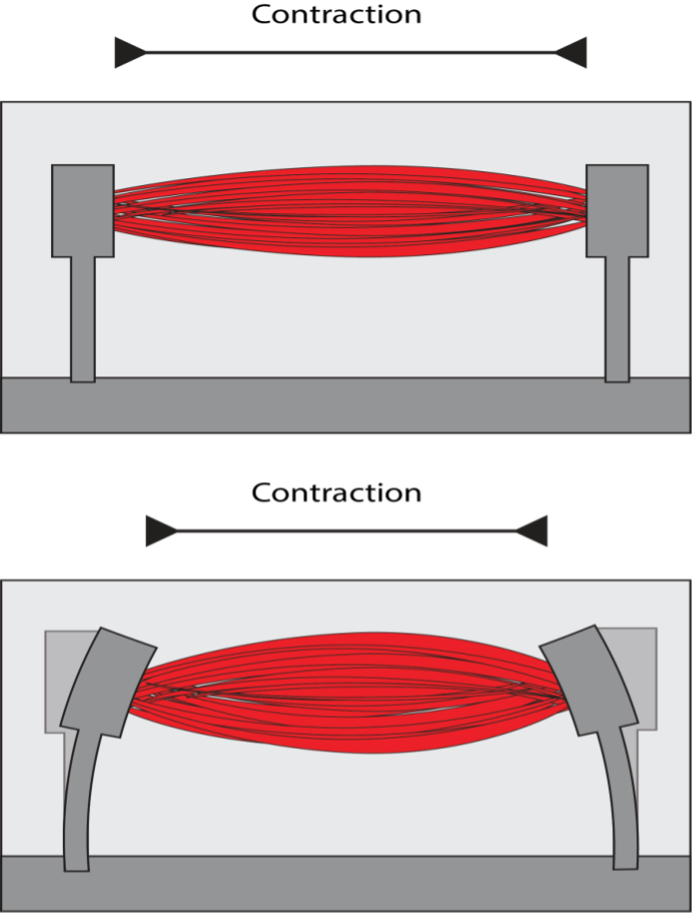 muscle