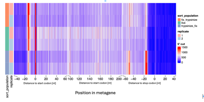 Mapping ribosomes in single cells