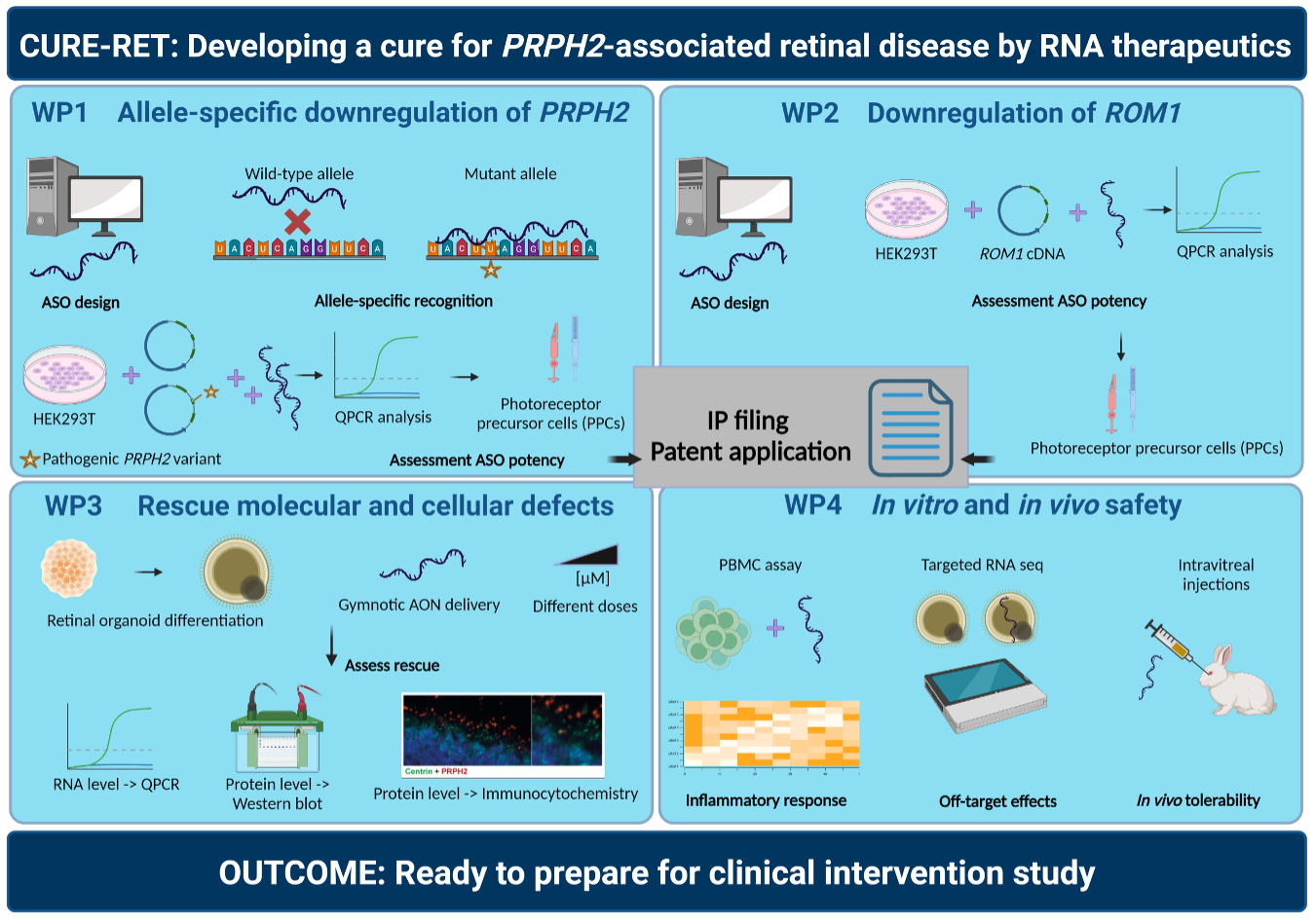 Development of genetic patches for the treatment of hereditary blindness