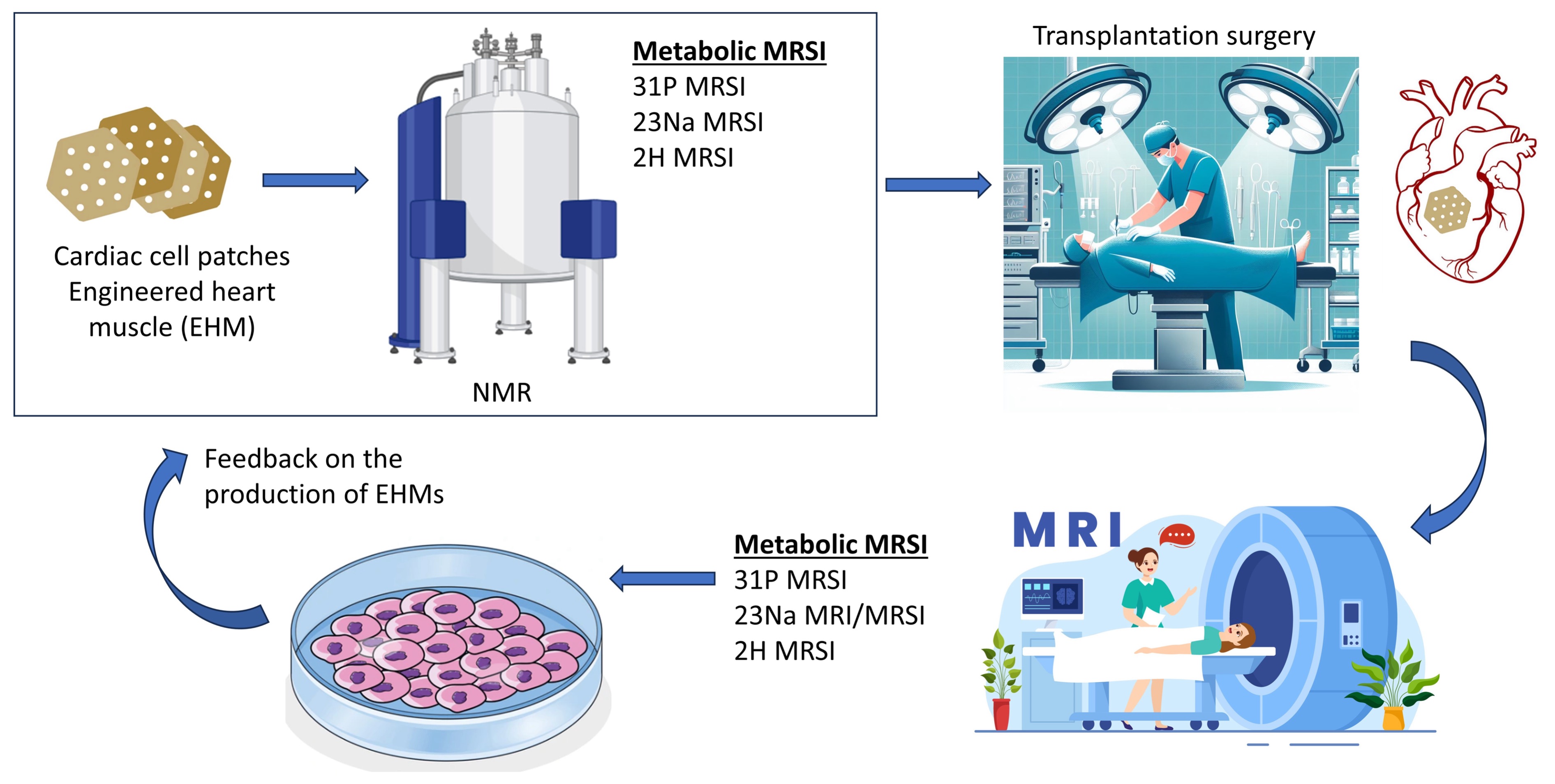 Cardiac Cell Therapy Optimization via Metabolic Magnetic Resonance Imaging Feedback