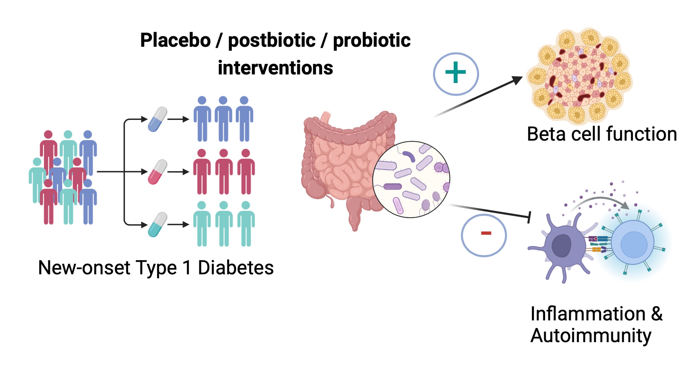 A simple dietary approach to counteract type 1 diabetes progression