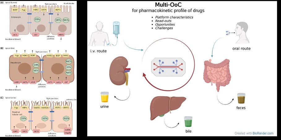 Combining liver, kidney and gut-on-chip to predict human pharmacokinetics in vitro