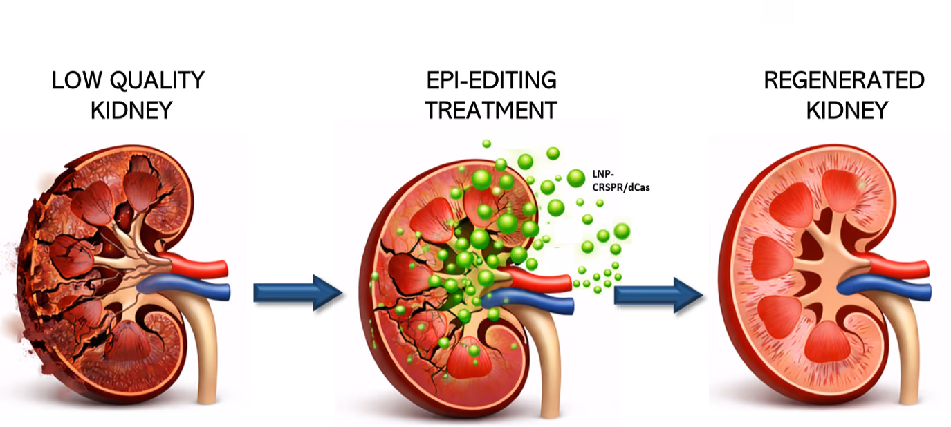 Gene-targeted epigenetic reprogramming to qualify otherwise-discarded kidneys for transplantation