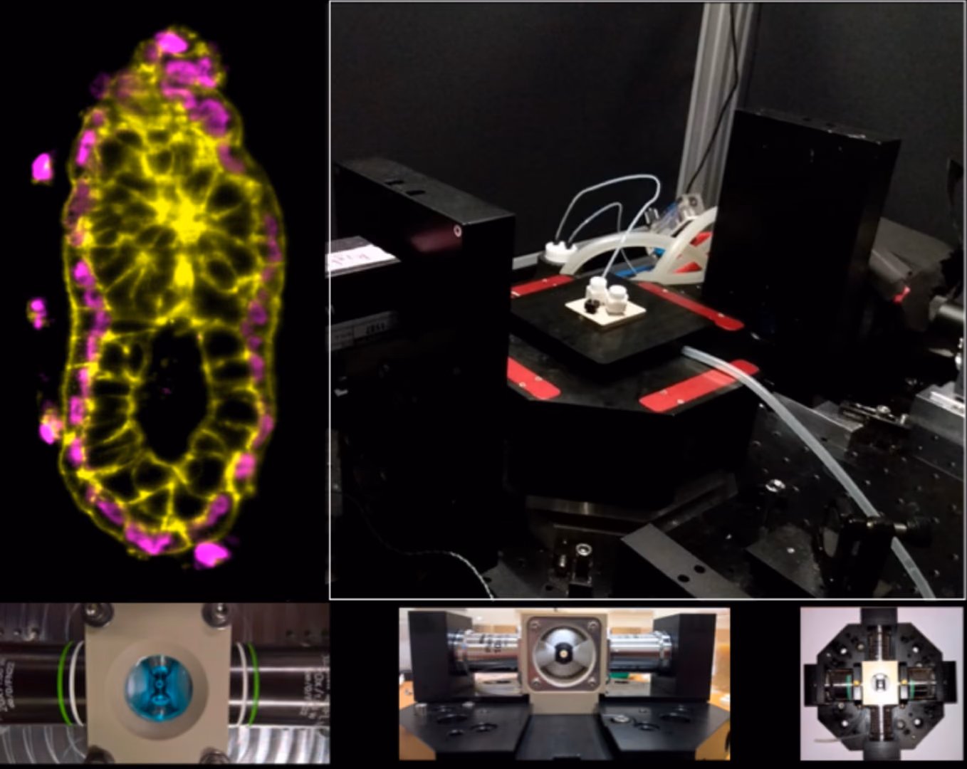 Light-sheet microscope for live-imaging mammalian embryos and tissues