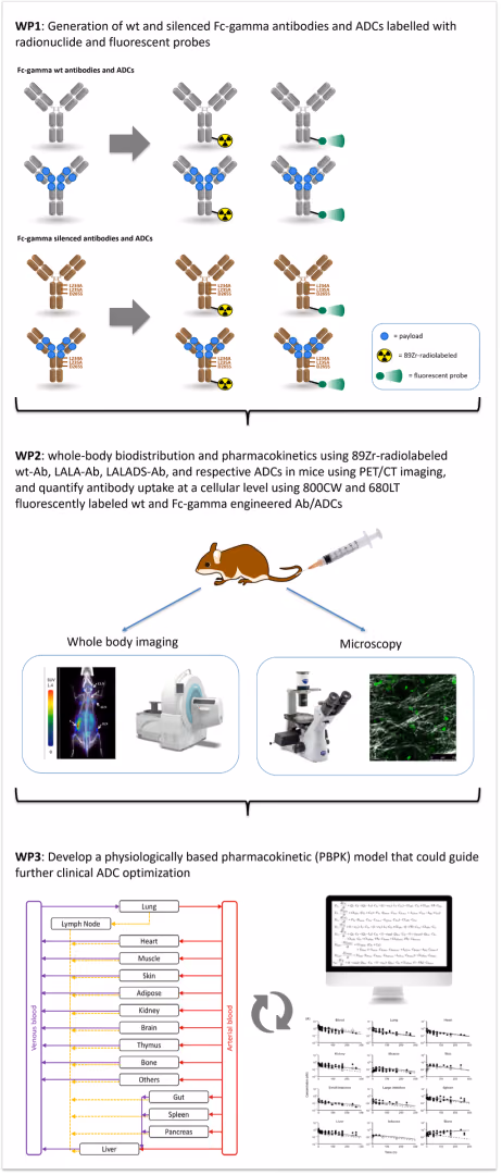 Less toxicity and better efficacy: imaging to optimise antibody-based therapies
