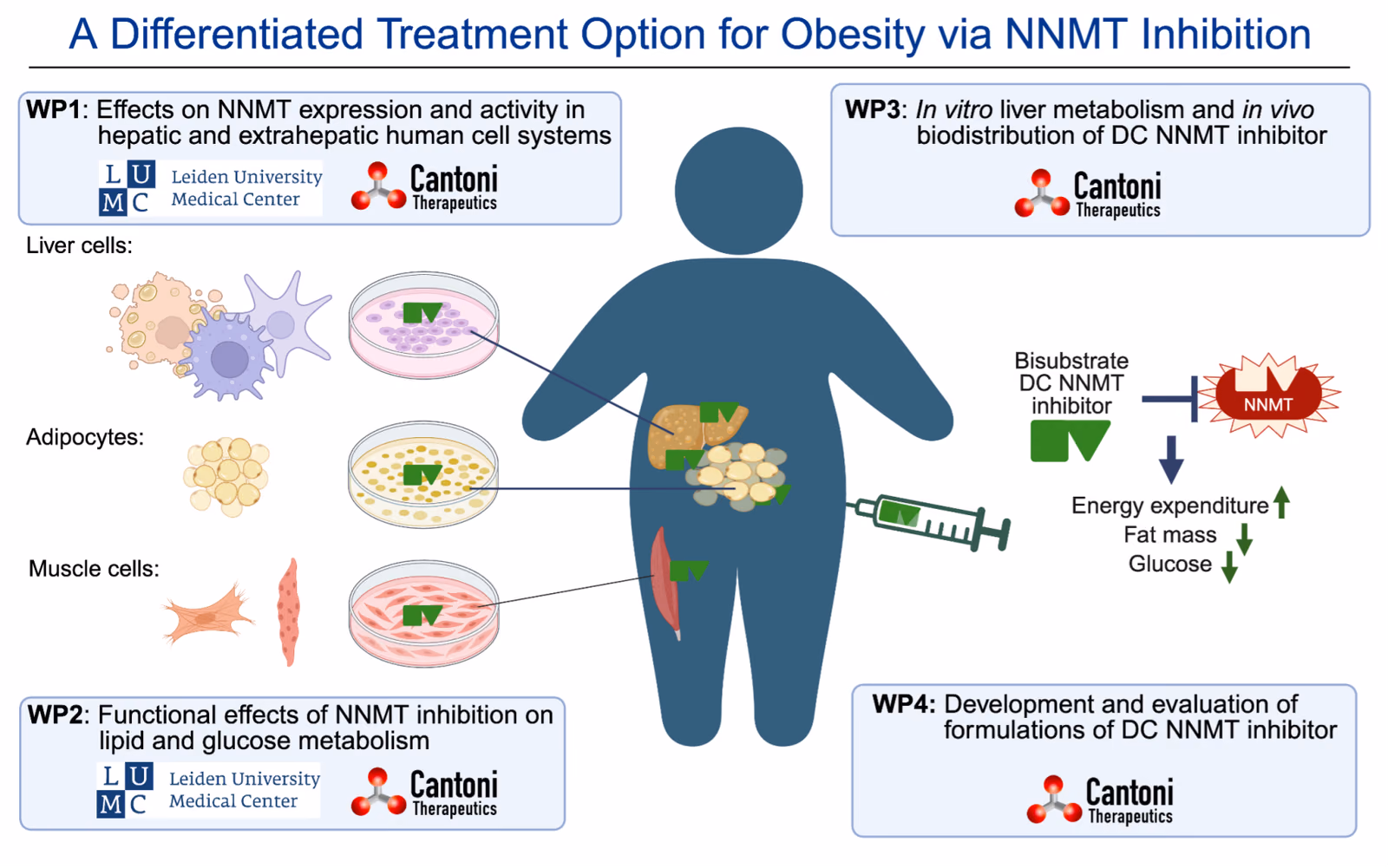 Targeting nicotinamide N-methyltransferase: A Novel and Differentiated Approach to Treat Obesity