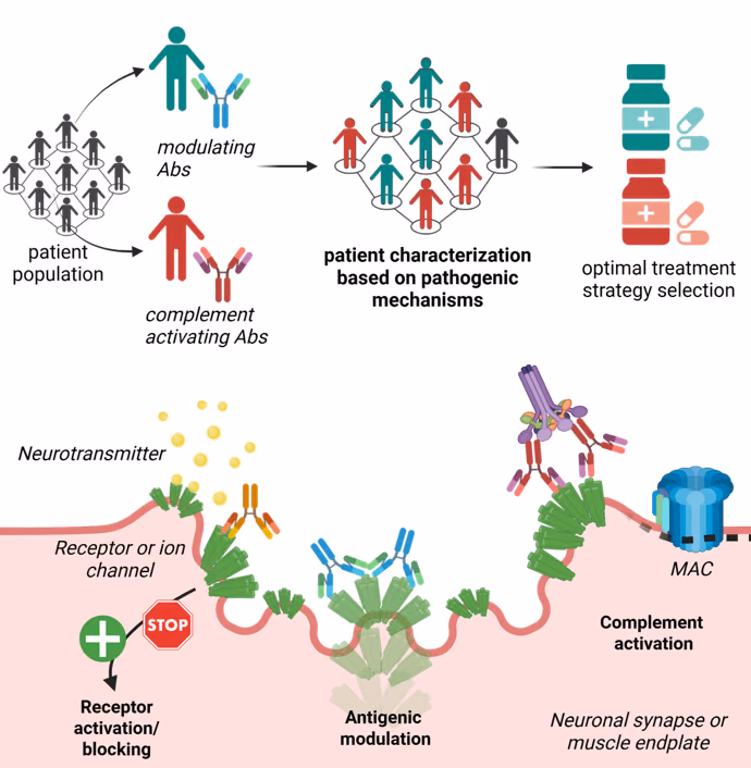 Study of the different disease mechanisms of neurological disorders mediated by antibodies
