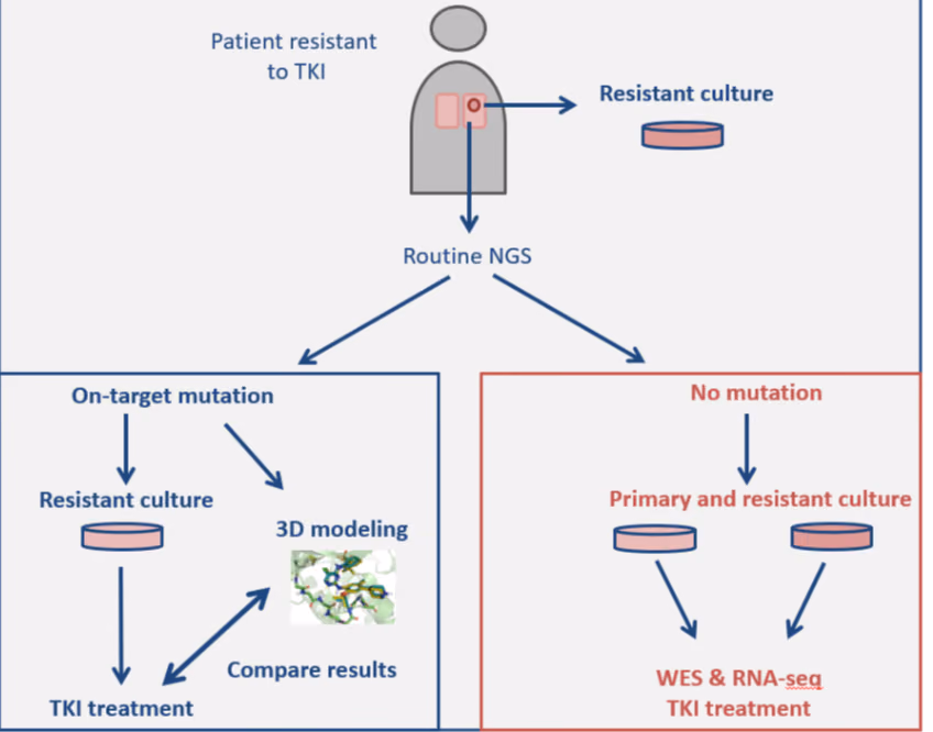 Resistance on TKI of mutation+ NSCLC in PDX