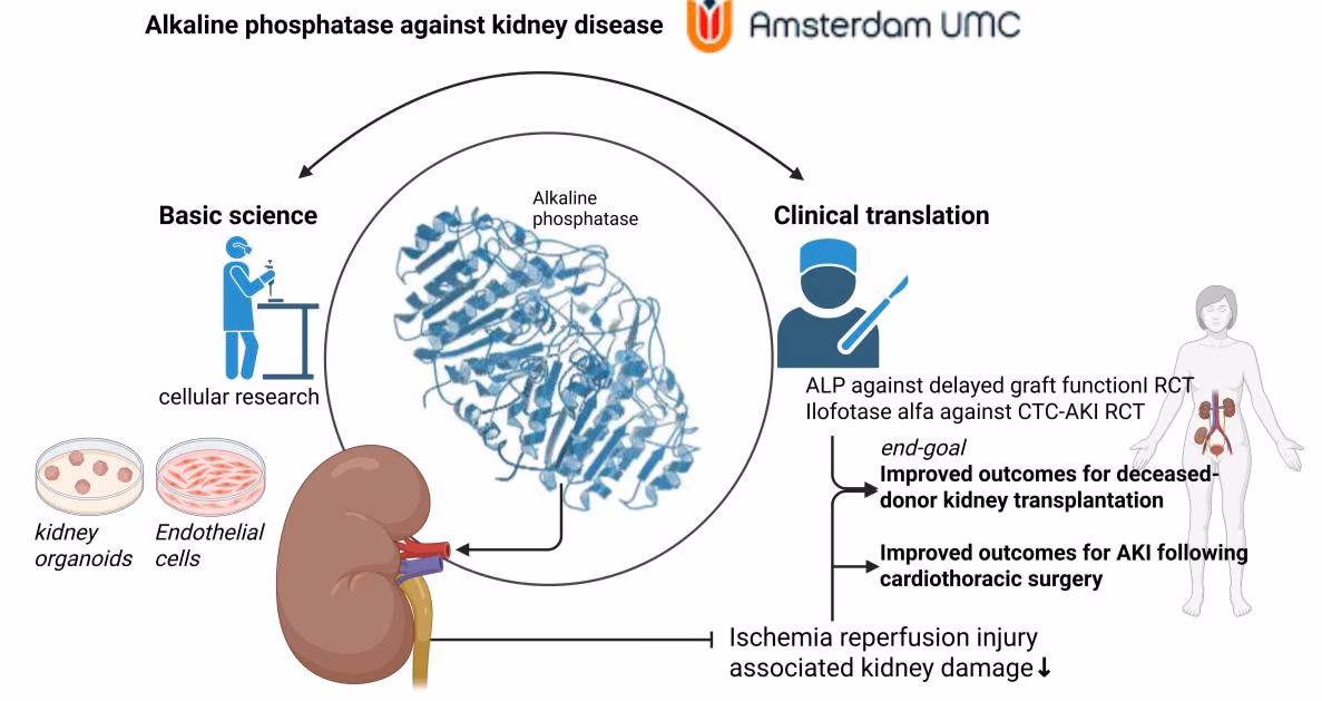 Alkaline Phosphatase: giving Kidneys a Better Start
