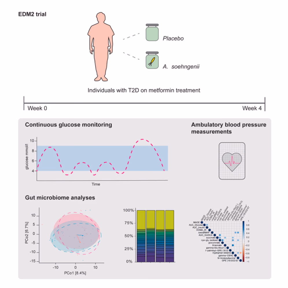 Synergistic effects of A. soehngenii and metformin in T2D