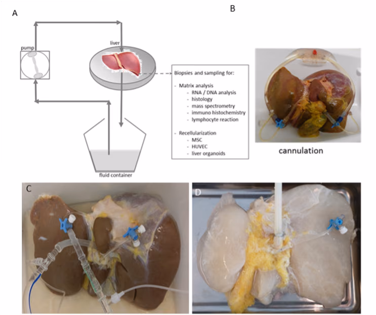 Building a new liver from matrix and human stem cells