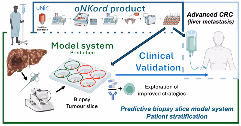 Testing a new immunotherapy in a patient-based tumour model