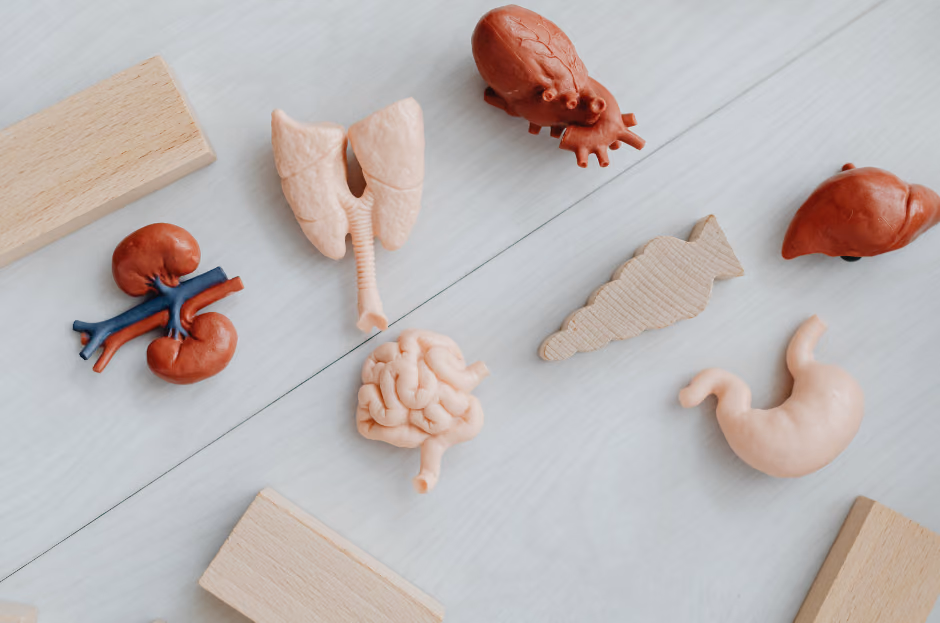 organs