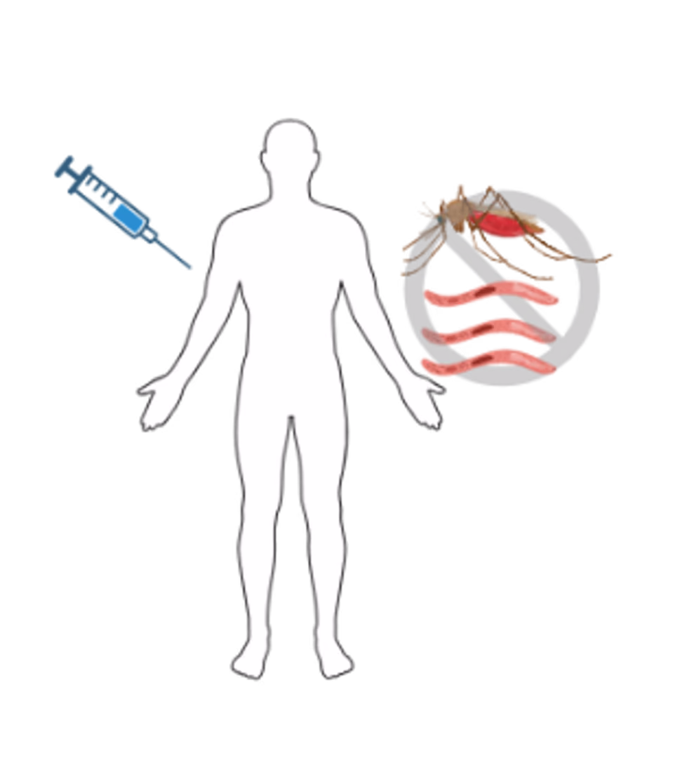 Molecular design of a malaria vaccine