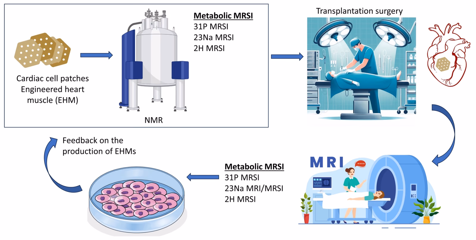 Cardiac Cell Therapy Optimization via Metabolic Magnetic Resonance Imaging Feedback