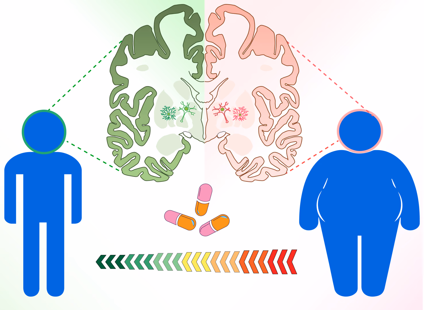 Discovering a New Brain Pathway for Obesity and Weight Control
